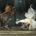 xem đá gà có bị phạt không